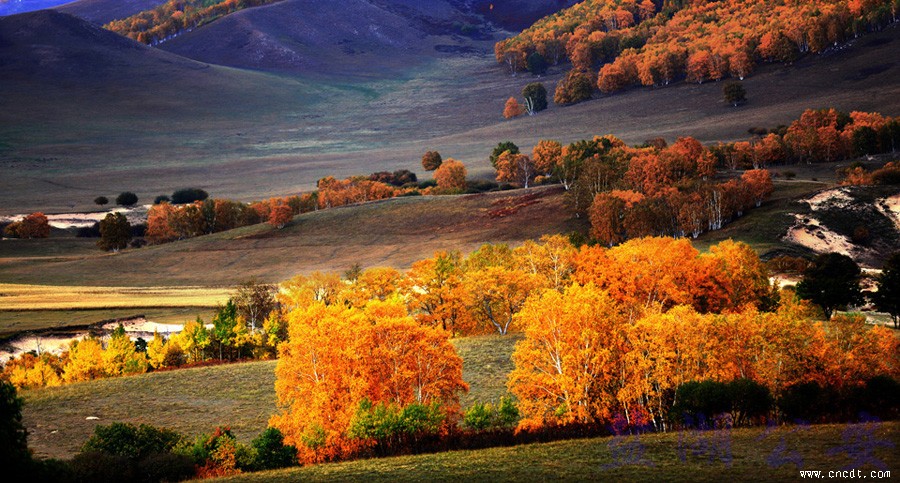 金，为秋色之最