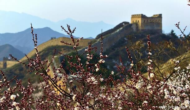 金山岭上杏花开，美得不要不要的