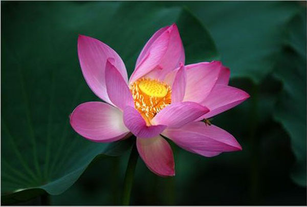 夏季承德之山庄赏荷