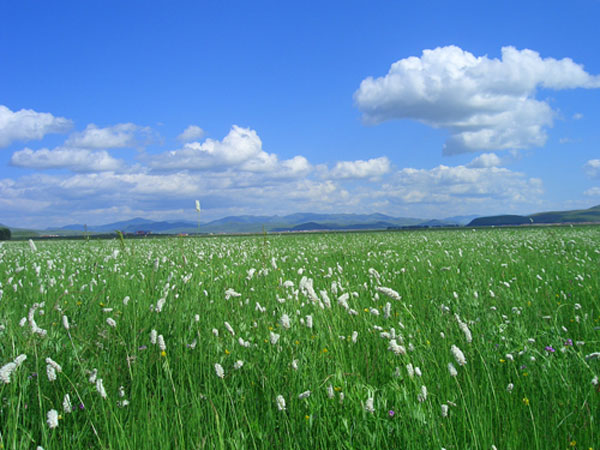 夏季承德之京北第一草原