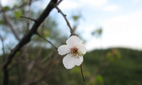 错把秋季当春季 大老虎沟山上杏树竟开花
