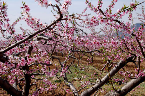 承德新杖子乡苇子峪赏花节开幕